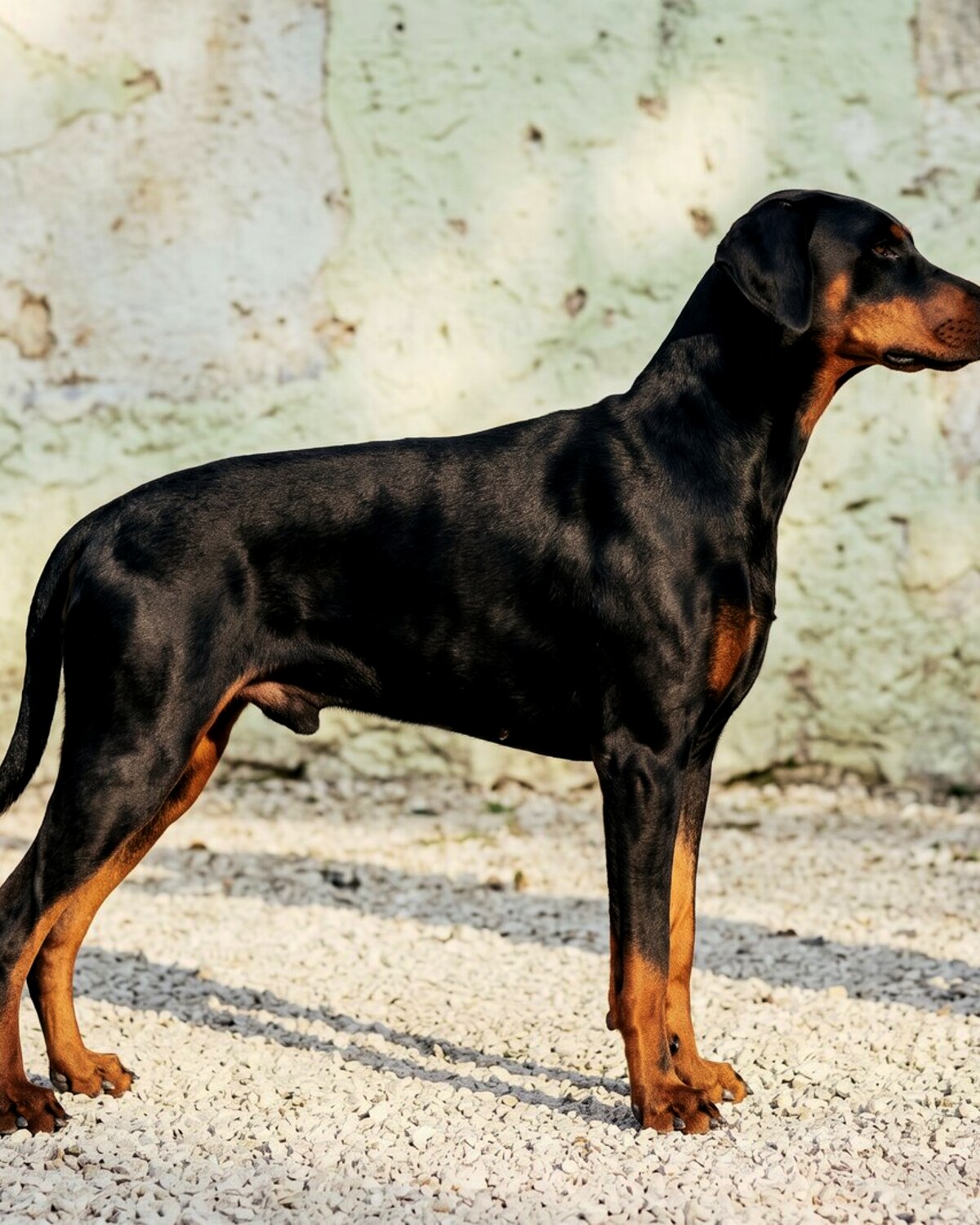 Dobermann naturel du Domaine de Veyrac, attentif et posé